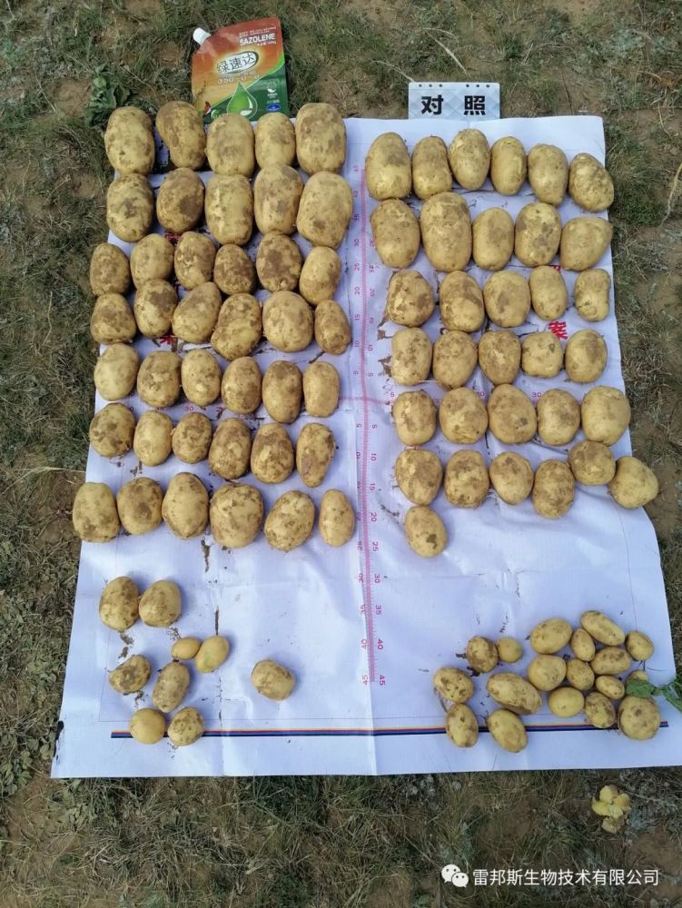 金薯|九月到，金薯出