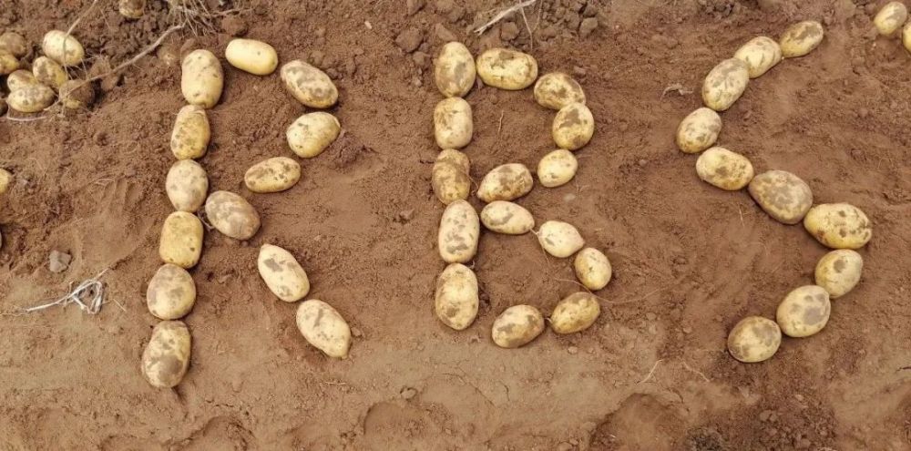 金薯|九月到，金薯出