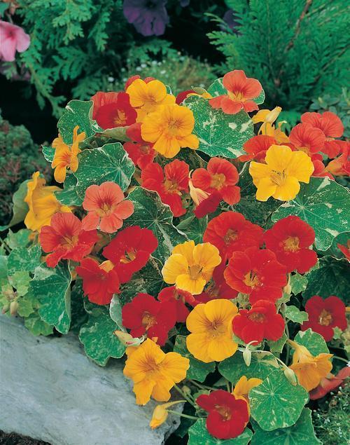 旱金莲|秋天最好养的旱金莲，每次开花都是一长串，黄灿灿的真好看