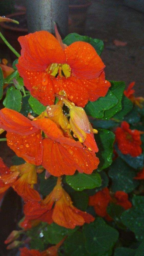 旱金莲|秋天最好养的旱金莲，每次开花都是一长串，黄灿灿的真好看