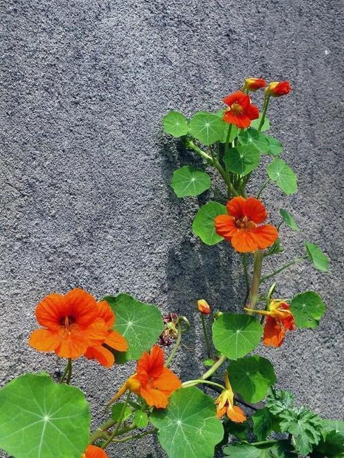 旱金莲|秋天最好养的旱金莲，每次开花都是一长串，黄灿灿的真好看