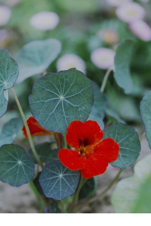 旱金莲|秋天最好养的旱金莲，每次开花都是一长串，黄灿灿的真好看