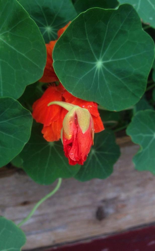 旱金莲|秋天最好养的旱金莲，每次开花都是一长串，黄灿灿的真好看