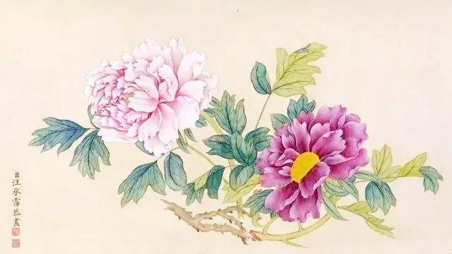牡丹花|牡丹有何特别之处，为何能被奉为“国花”，它赢在4个方面