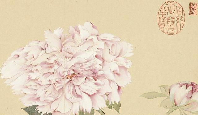 牡丹花|牡丹有何特别之处，为何能被奉为“国花”，它赢在4个方面