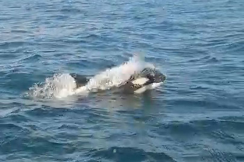 虎鲸|什么情况！虎鲸连续两月袭击过路船只，船长惊慌：如同精心策划过