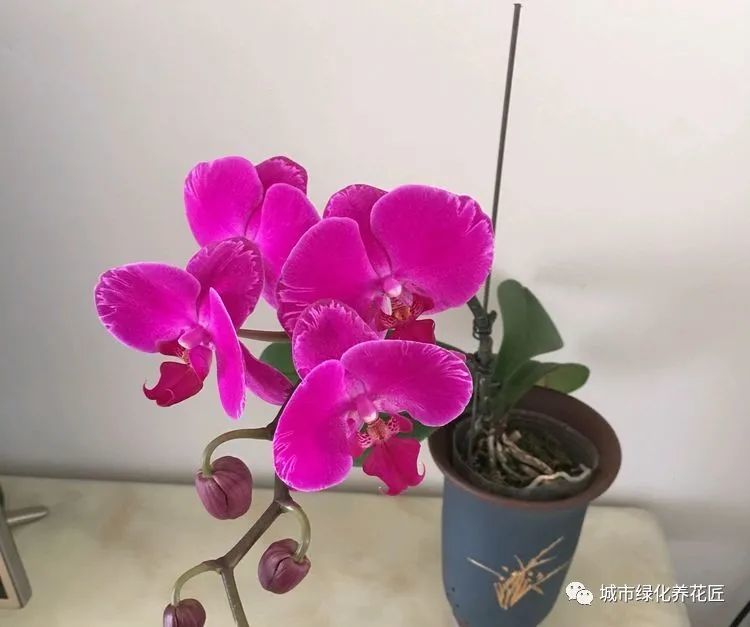 蝴蝶兰|花市垃圾场捡了一堆蝴蝶兰，一剪一换一缓苗，秒变大户