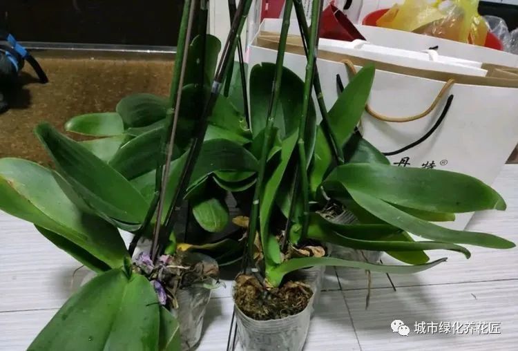 蝴蝶兰|花市垃圾场捡了一堆蝴蝶兰，一剪一换一缓苗，秒变大户