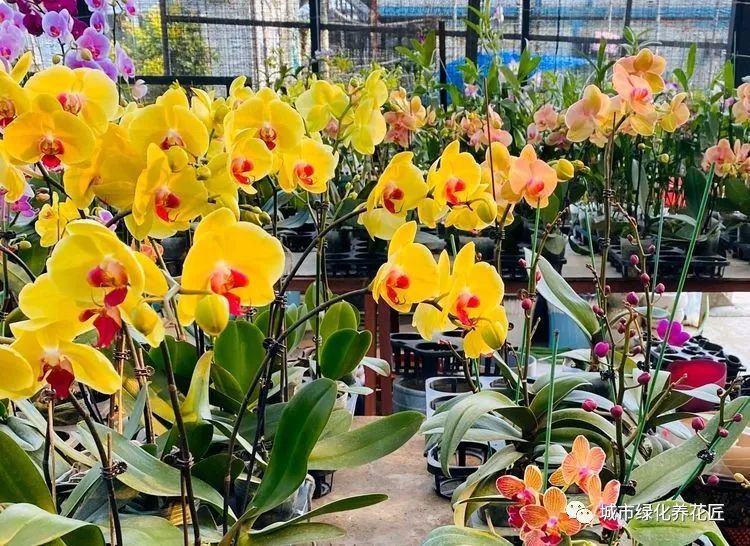 蝴蝶兰|花市垃圾场捡了一堆蝴蝶兰，一剪一换一缓苗，秒变大户