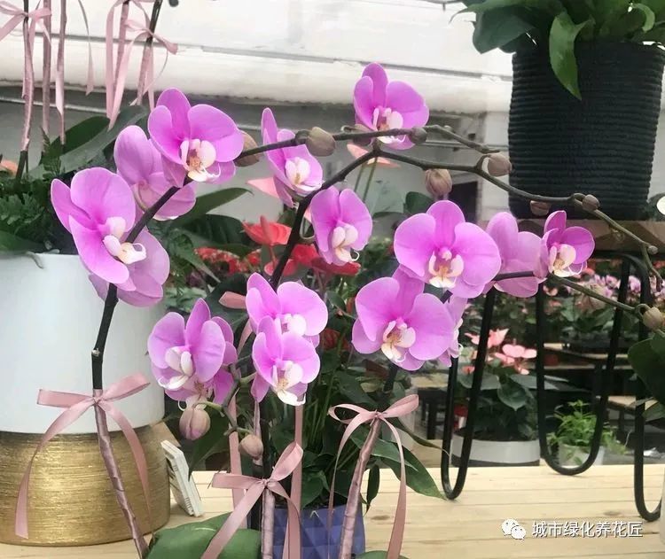 蝴蝶兰|花市垃圾场捡了一堆蝴蝶兰，一剪一换一缓苗，秒变大户