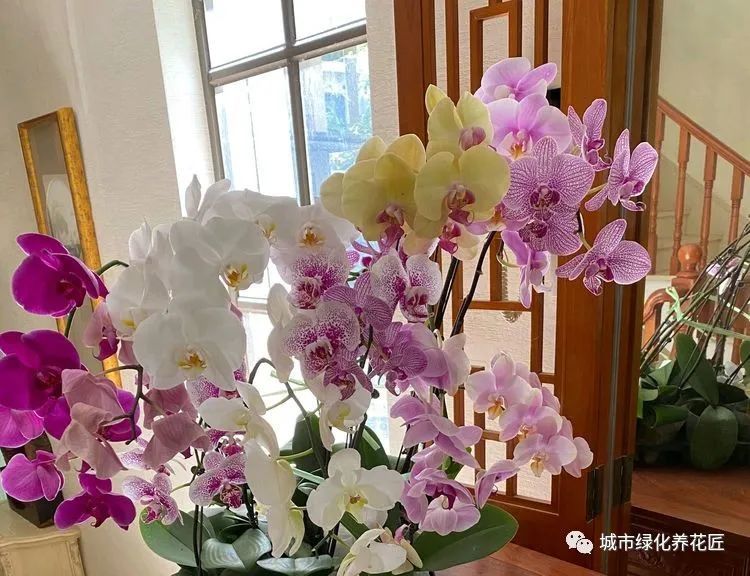 蝴蝶兰|花市垃圾场捡了一堆蝴蝶兰，一剪一换一缓苗，秒变大户