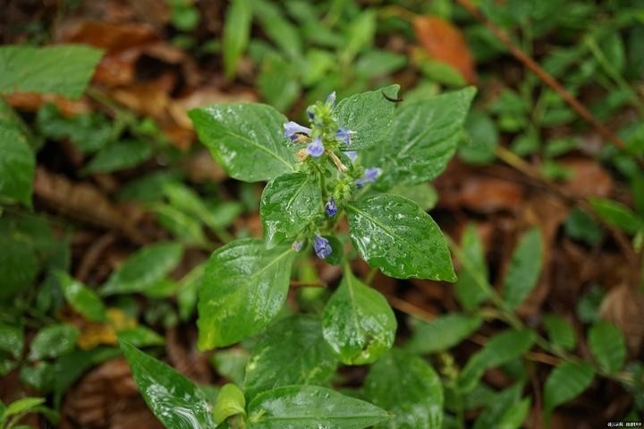 (密花孩兒草)