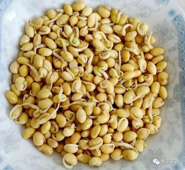 炒猫耳朵|影像平谷：我家美食（1）炒猫耳朵