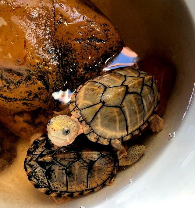 好看又好养的龟,还有红面蛋龟,现在我们养龟要注意了