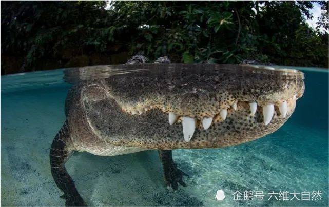 美一头长3米的鳄鱼,露出巨大鳄鱼白牙,很"配合"摄影师的拍照