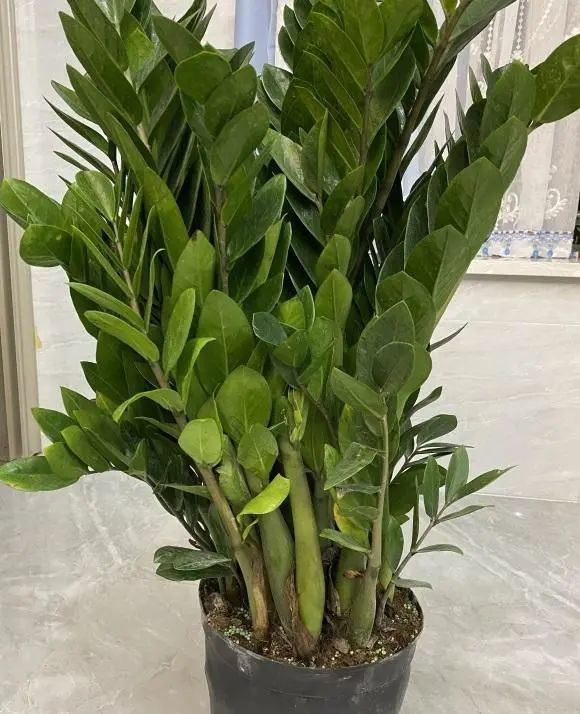 家庭养金钱树 想要不黄叶 试试我这几招 不黄叶 新芽蹭蹭冒 腾讯新闻