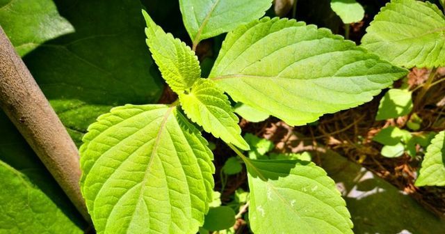 五华客家人中草药