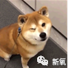 杨子|如果给杨子身边的黄圣依们玩连连看，可能会瞎！