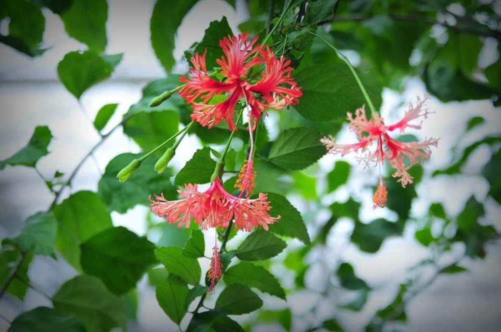 价值高观赏性强的吊灯扶桑花,全年都能开花,红艳艳的真亮眼