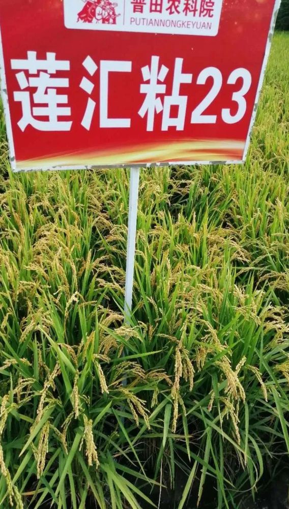 莲汇6730水稻简介图片