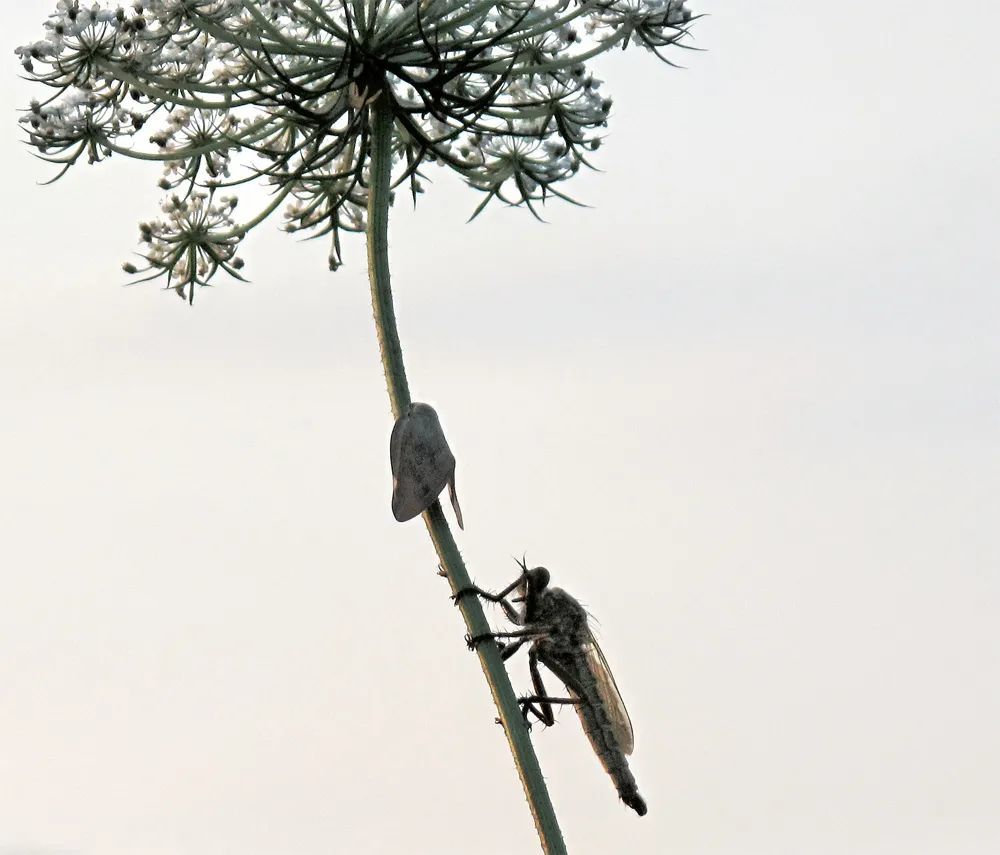 虫子|在虫子身旁，寻找慢生活的野生浪漫