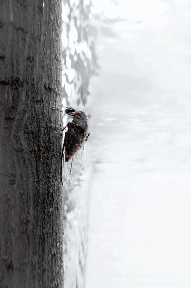 虫子|在虫子身旁，寻找慢生活的野生浪漫