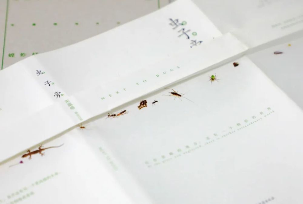 虫子|在虫子身旁，寻找慢生活的野生浪漫