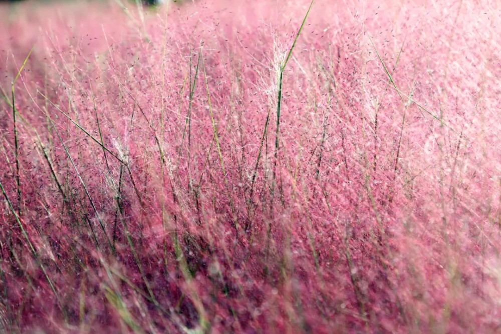 初秋来昆嵛山赏花海30亩粉黛乱子草美翻了