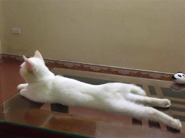 猫咪|猫咪趴在茶几上看电视，那画面相当眼熟：像极了放假在家时的我