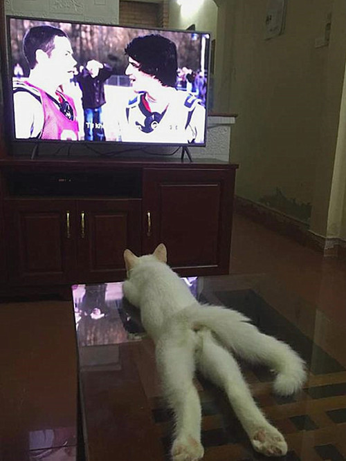 猫咪|猫咪趴在茶几上看电视，那画面相当眼熟：像极了放假在家时的我