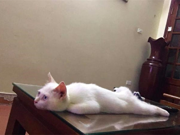猫咪|猫咪趴在茶几上看电视，那画面相当眼熟：像极了放假在家时的我
