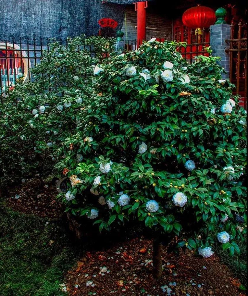 村民们每逢咳嗽喉咙痒,便取一些树皮煲水饮用,即能止咳.