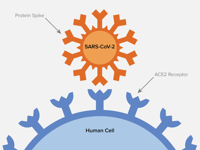 新冠病毒|Cell：揭开庐山真面目，李兰娟/李赛首次解析新冠病毒完整分子结构