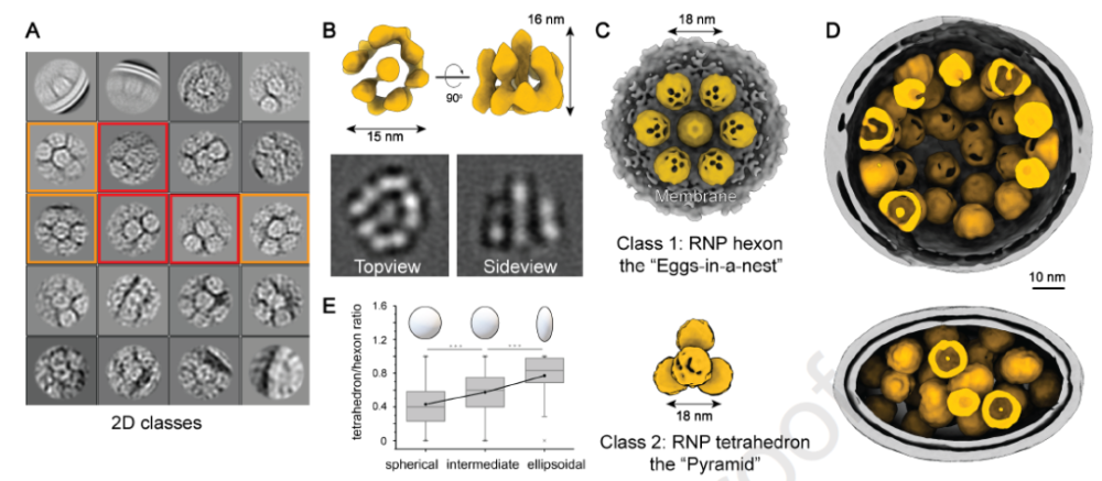 新冠病毒|Cell：揭开庐山真面目，李兰娟/李赛首次解析新冠病毒完整分子结构