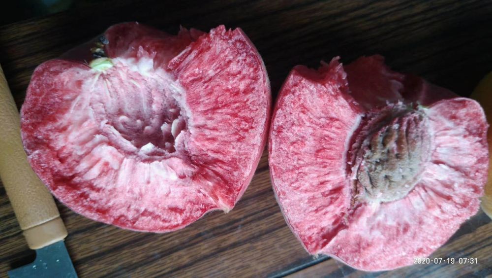 张克忠|大桃品质高不愁卖 张克忠：希望种出更多“招牌桃”