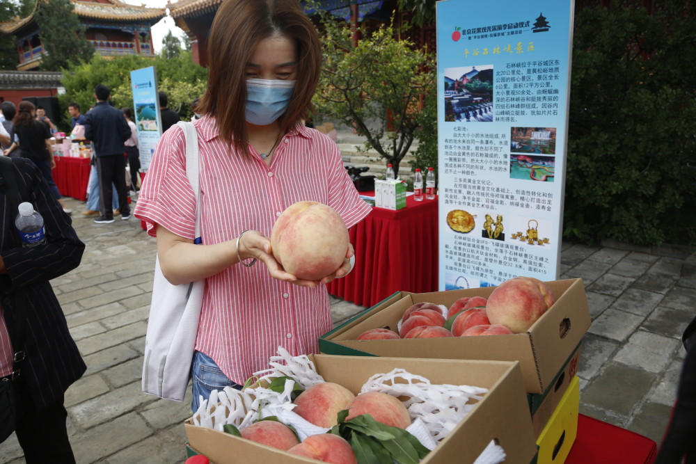 平谷区|“平谷瑞桃·祝福京城”开启北京花果观光采摘季