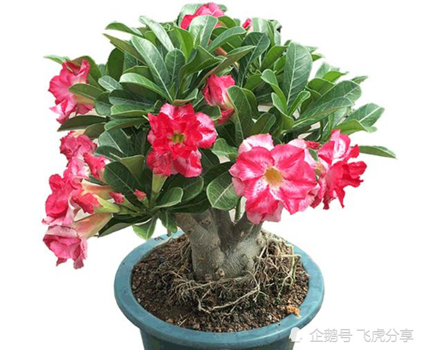 花卉|张大爷养了几十年花，一年浇两次壮根水，根壮叶茂，繁花似锦