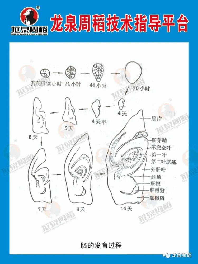 小米粒的一生图片