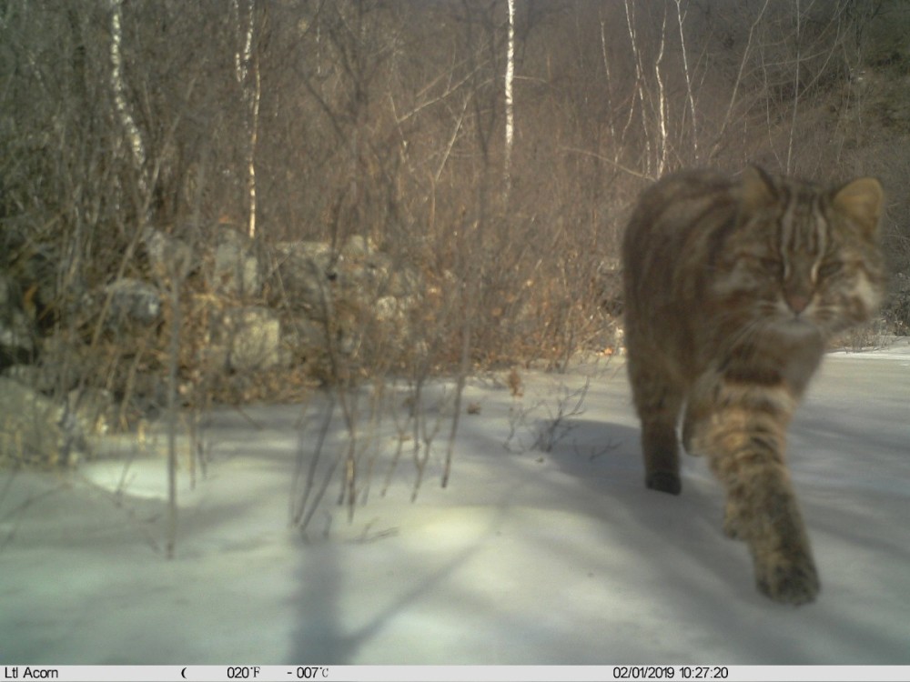 野猪|北京松山藏着二百多台红外相机！来看都拍到了啥