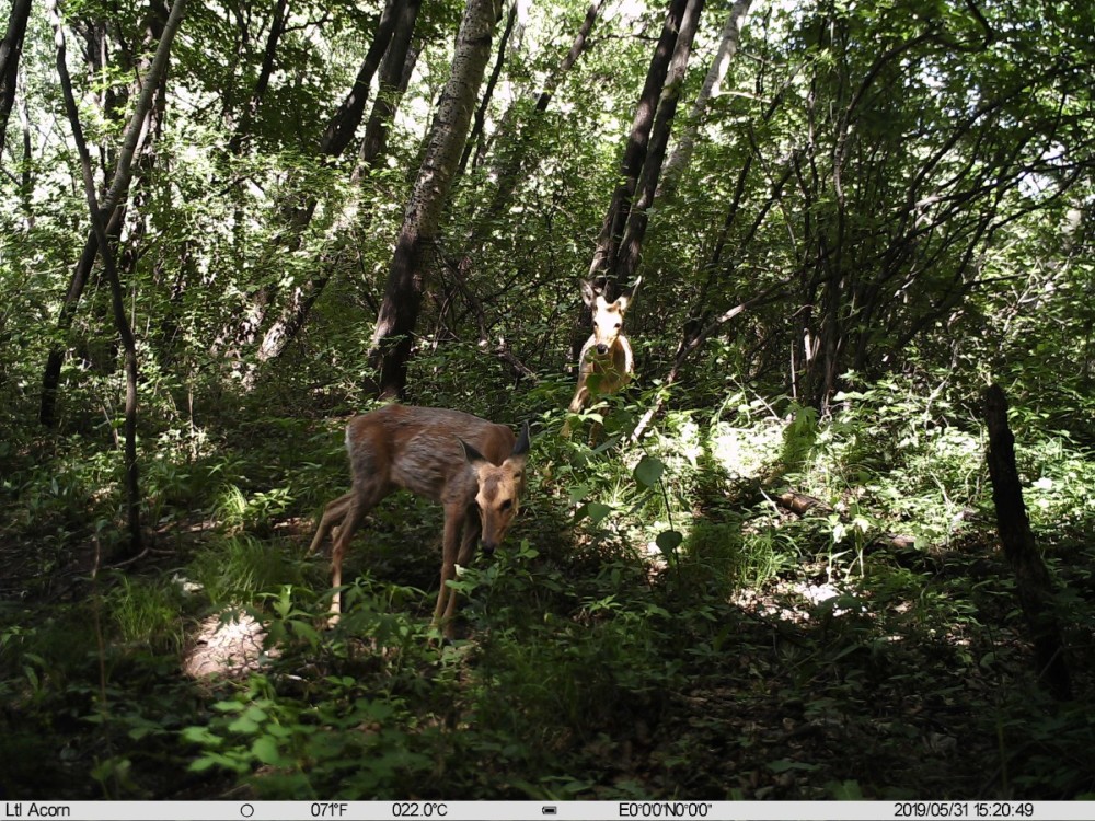 野猪|北京松山藏着二百多台红外相机！来看都拍到了啥