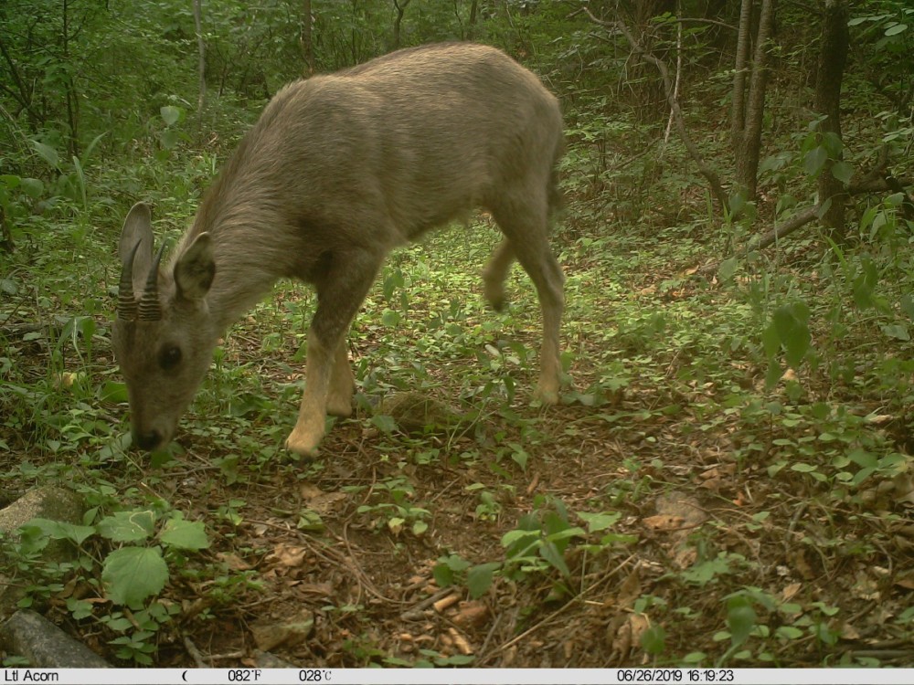 野猪|北京松山藏着二百多台红外相机！来看都拍到了啥