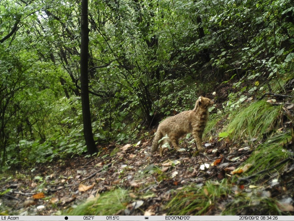 野猪|北京松山藏着二百多台红外相机！来看都拍到了啥