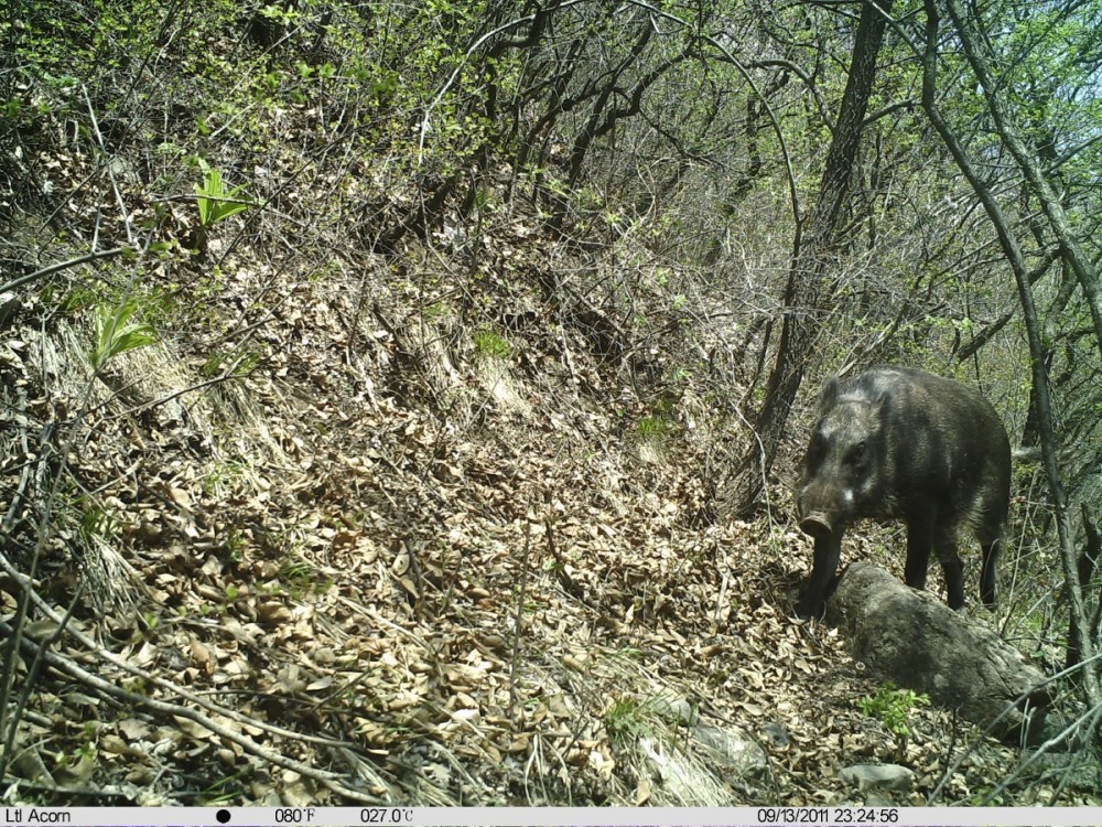 野猪|北京松山藏着二百多台红外相机！来看都拍到了啥