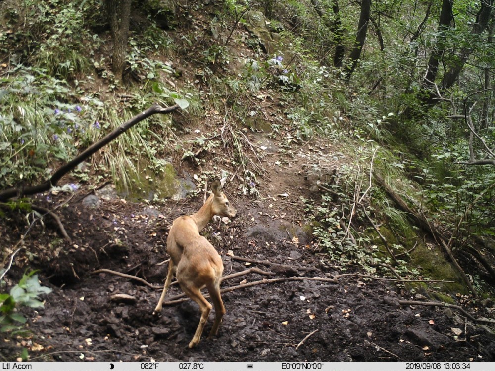 野猪|北京松山藏着二百多台红外相机！来看都拍到了啥