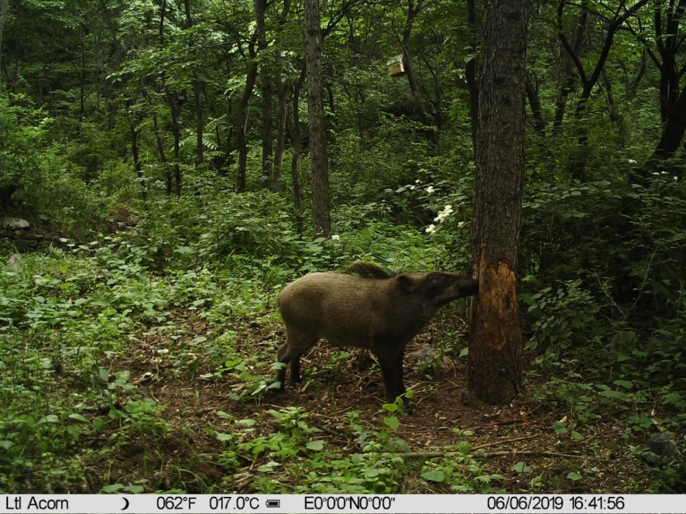 野猪|北京松山藏着二百多台红外相机！来看都拍到了啥
