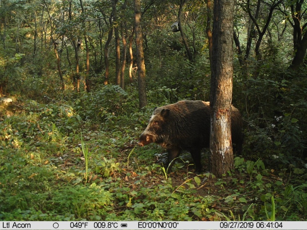 野猪|北京松山藏着二百多台红外相机！来看都拍到了啥