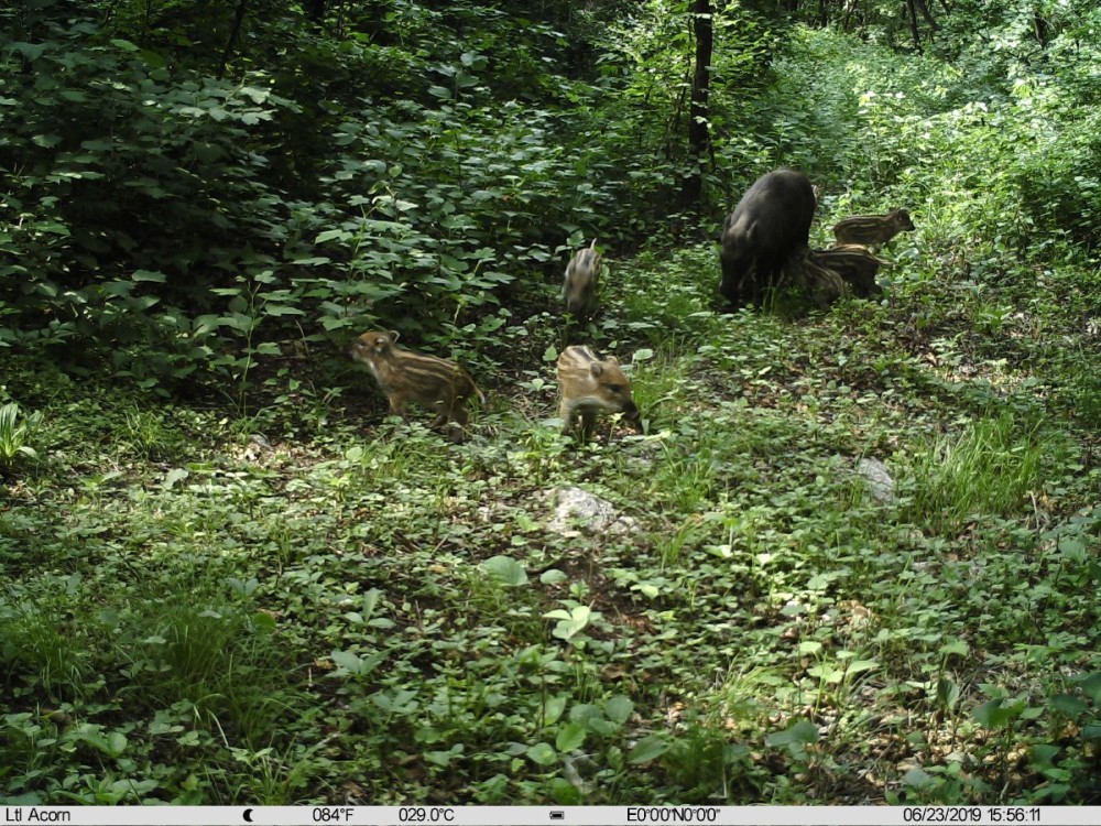 野猪|北京松山藏着二百多台红外相机！来看都拍到了啥