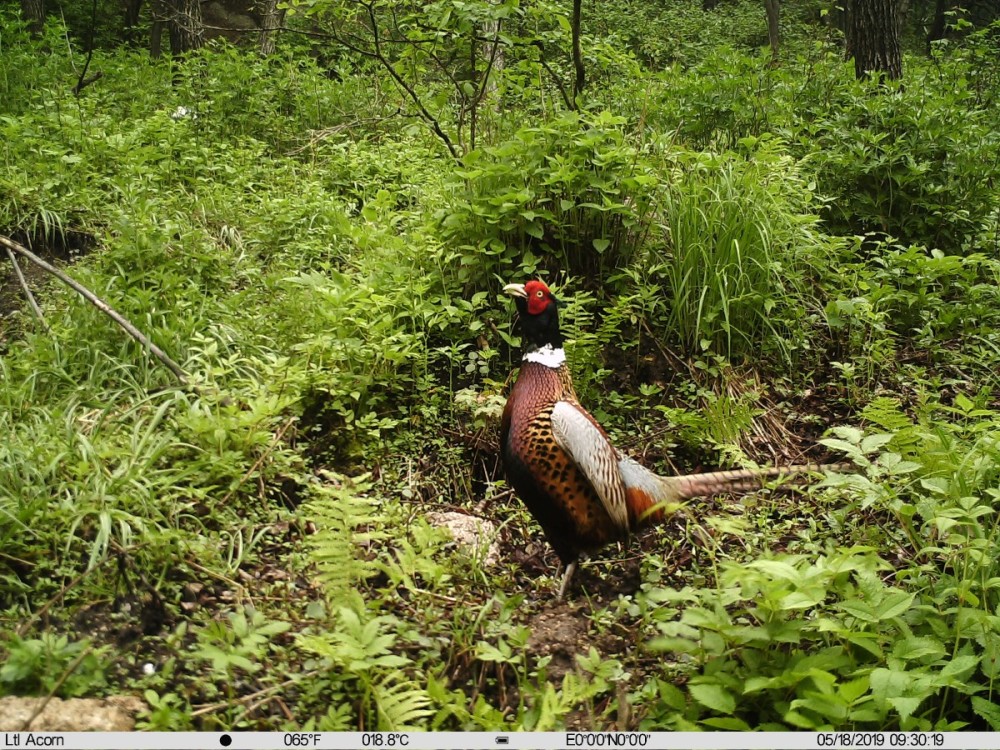 野猪|北京松山藏着二百多台红外相机！来看都拍到了啥