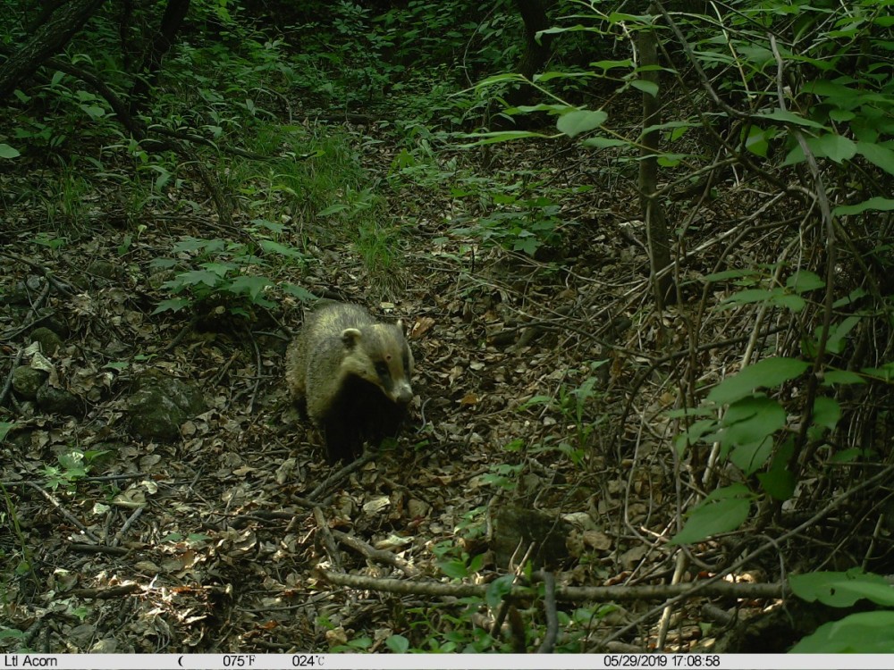 野猪|北京松山藏着二百多台红外相机！来看都拍到了啥
