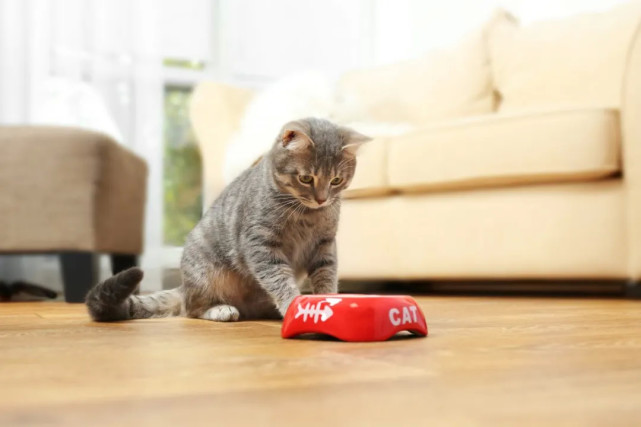 猫不爱吃饭 不单单是挑食 也可能是病了 腾讯网